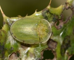 Cassida deflorata
