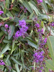 Hardenbergia