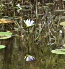 Nymphaea violacea