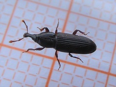 Cossonus linearis
