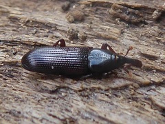 Cossonus linearis