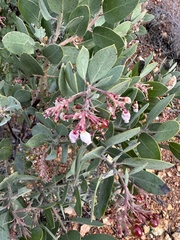 Arctostaphylos otayensis