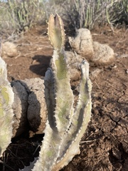 Ceropegia speciosa image