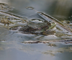 Pelophylax ridibundus