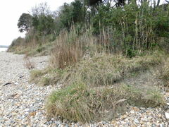 Phragmites australis australis