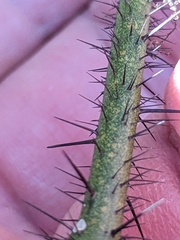 Smilax tamnoides