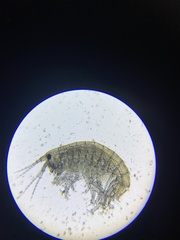 Hyalella