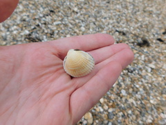 Cerastoderma edule