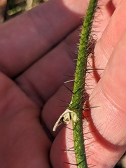 Smilax tamnoides