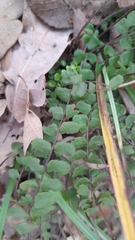Asplenium trichomanes