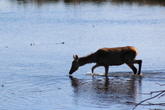 Cervus elaphus elaphus