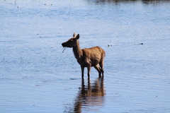Cervus elaphus elaphus