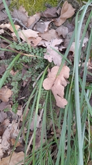 Asplenium trichomanes
