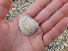 Cerastoderma edule