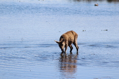 Cervus elaphus elaphus
