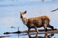 Cervus elaphus elaphus
