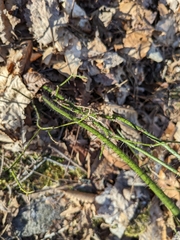 Smilax tamnoides