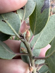 Arctostaphylos otayensis