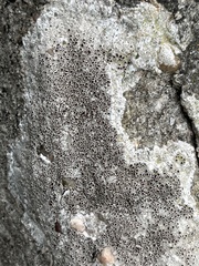 Lecanora campestris