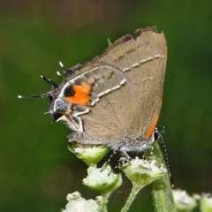 Electrostrymon angerona