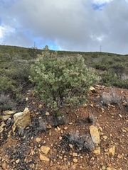 Arctostaphylos otayensis