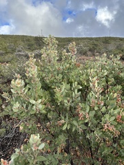 Arctostaphylos otayensis