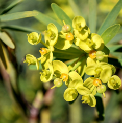 Euphorbia dendroides