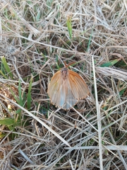 Heliconisa pagenstecheri