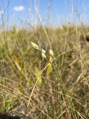 Polygala setacea