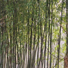 Phyllostachys aureosulcata