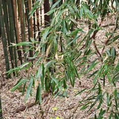 Phyllostachys aureosulcata