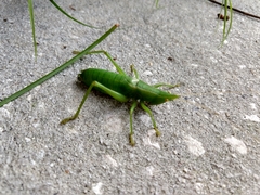 Belocephalus