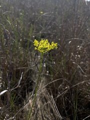 Polygala cymosa