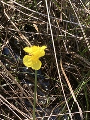 Xyris elliottii