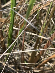 Xyris elliottii