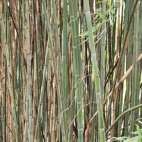 Phyllostachys reticulata iNat (2)