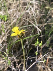 Xyris elliottii