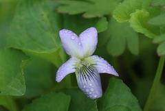 Viola missouriensis