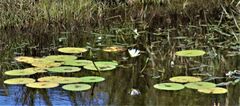Nymphaea violacea