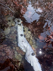 Cebidichthys violaceus