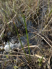 Eleocharis interstincta