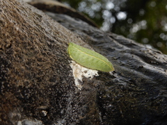 Hampsonella arizana