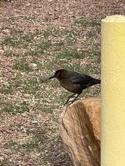 Quiscalus mexicanus