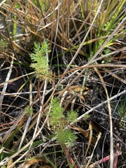 Proserpinaca pectinata