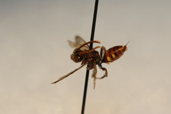 Nomada hydrophylli