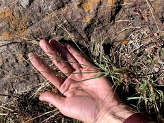 Eragrostis