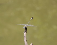Ictinogomphus ferox