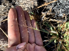 Eragrostis