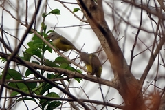 Eremomela pusilla
