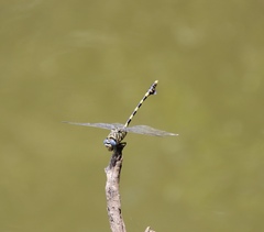 Ictinogomphus ferox